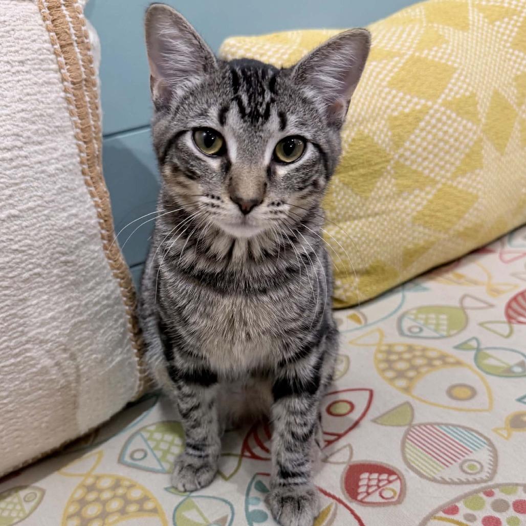 Ciara, a Adoptable Domestic Short Hair in Wichita, KS image 5/6