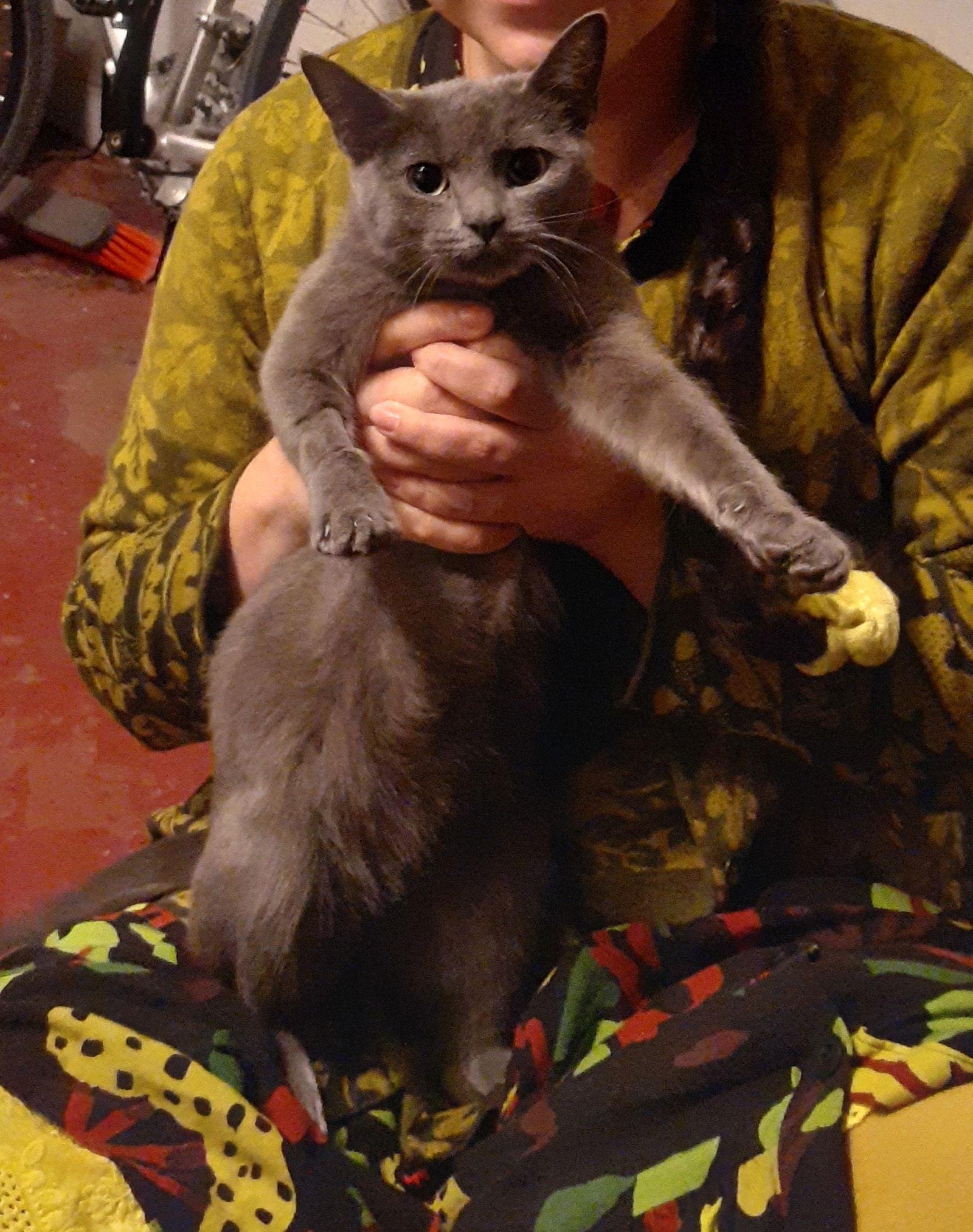 Enlarge Becky, a Adoptable Domestic Short Hair in Pittsburgh, PA image 1/3