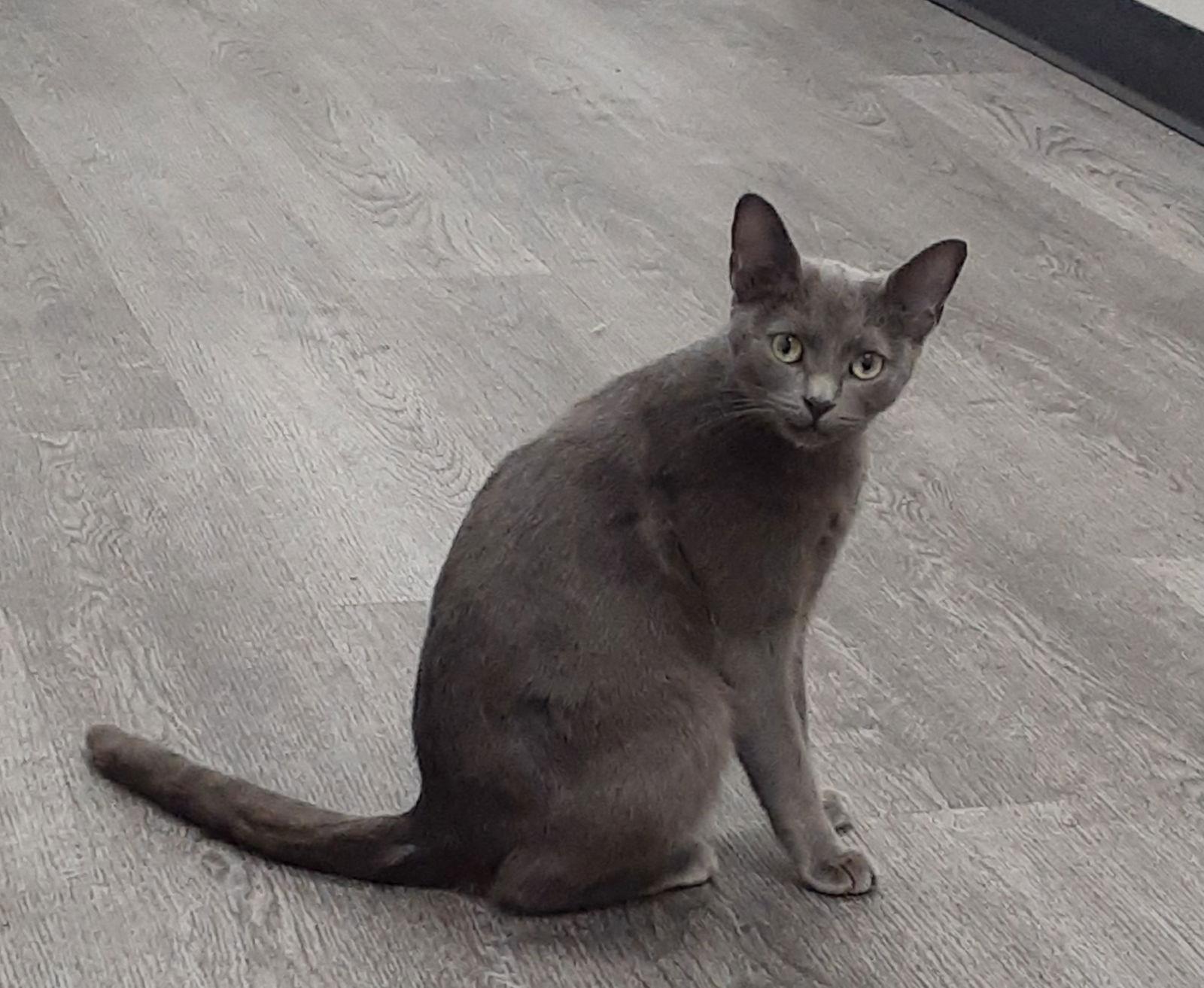 Enlarge Becky, a Adoptable Domestic Short Hair in Pittsburgh, PA image 2/3