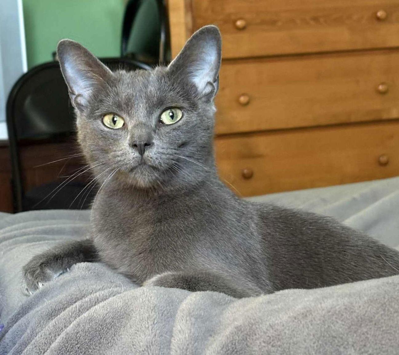 Enlarge Becky, a Adoptable Domestic Short Hair in Pittsburgh, PA image 3/3