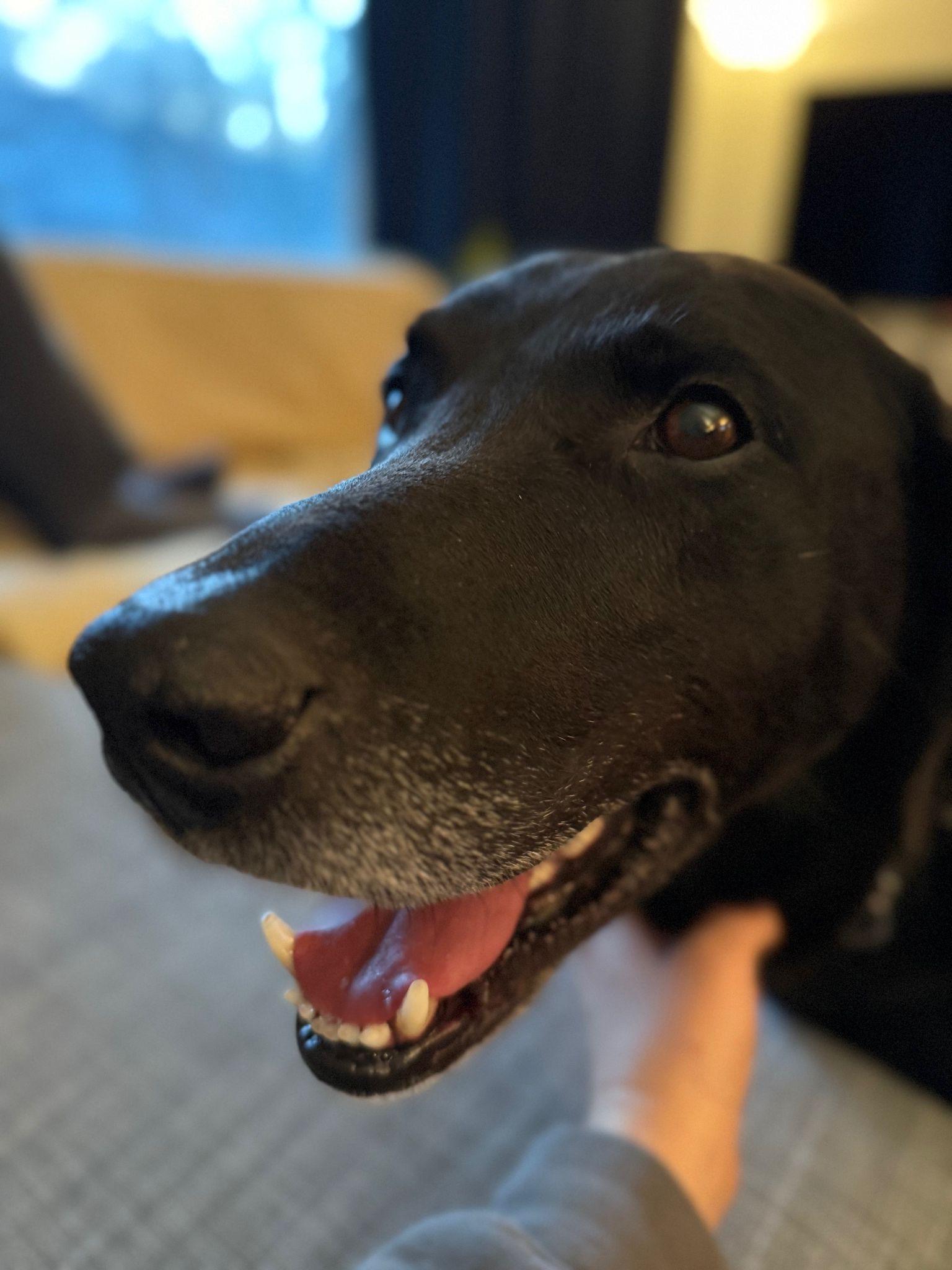 Enlarge Bruce, a ADOPTABLE mixed breed in Oakville, ON image 3/5