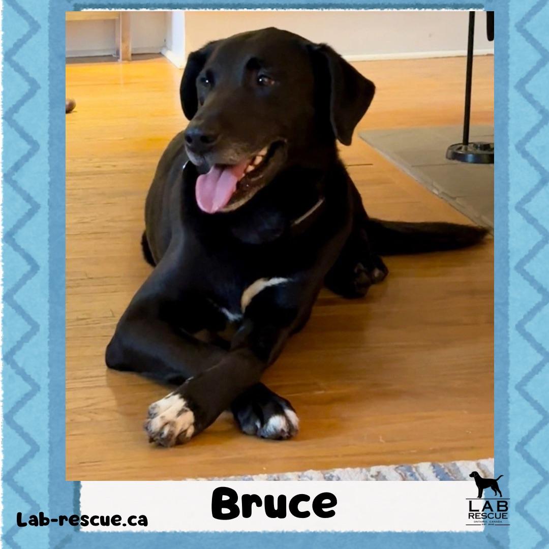 Enlarge Bruce, a ADOPTABLE mixed breed in Oakville, ON image 1/5