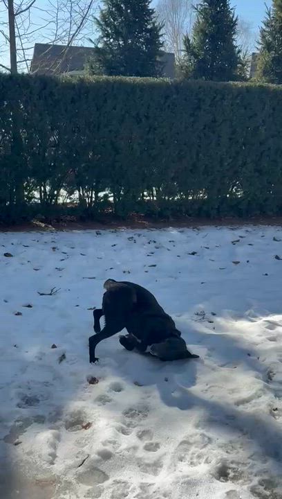 Enlarge Bruce, a ADOPTABLE mixed breed in Oakville, ON video 2/5