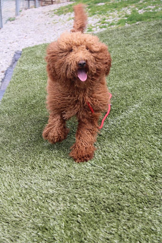 Sunkist, Adoptable, Young Female Golden Retriever & Poodle.