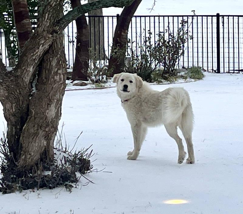 Dexter bonded with Lexi — thumbnail 8