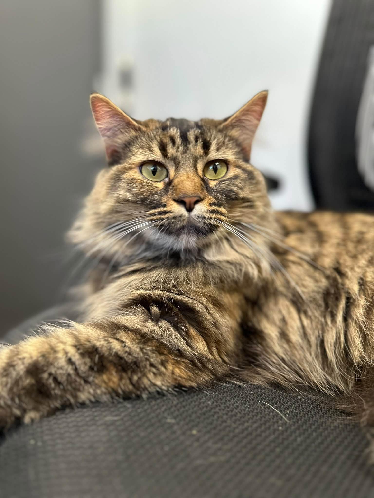 Enlarge Snafurini, a Adoptable Domestic Medium Hair in Clinton, IL image 1/2