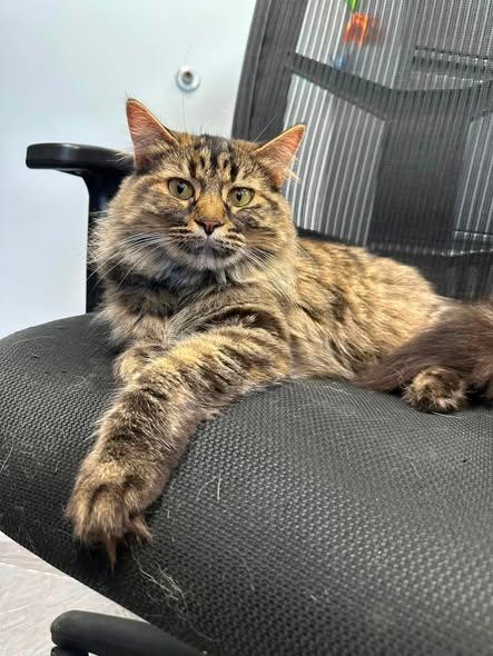 Enlarge Snafurini, a Adoptable Domestic Medium Hair in Clinton, IL image 2/2
