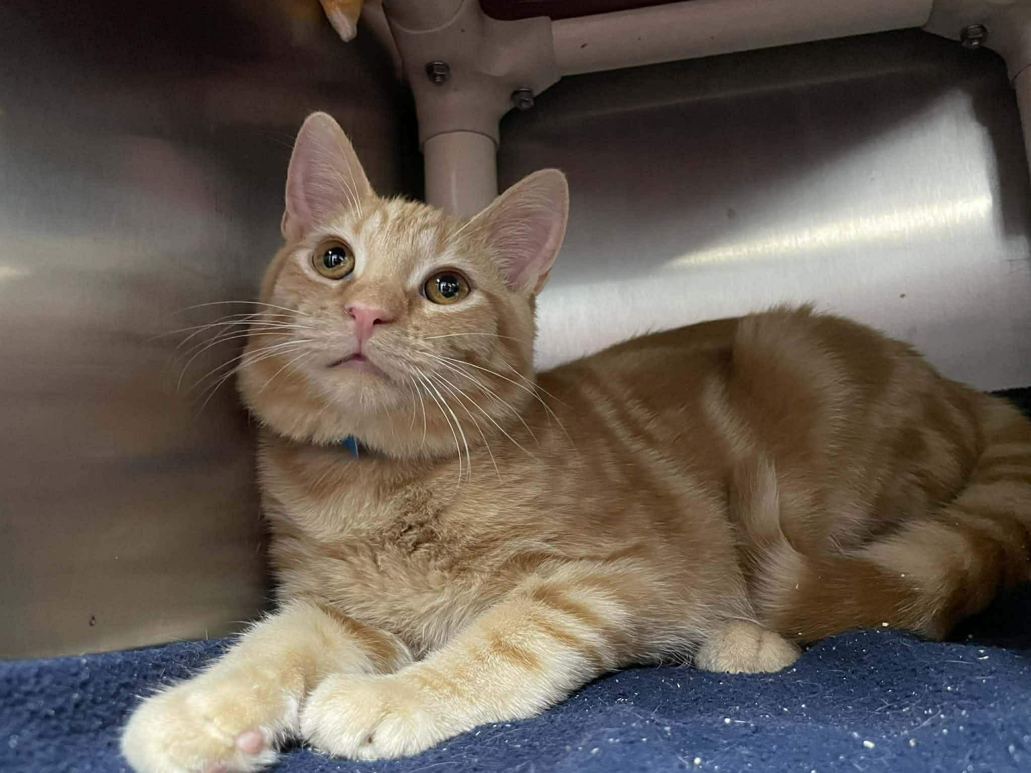 Ferb, Adoptable, Young Male Domestic Short Hair.