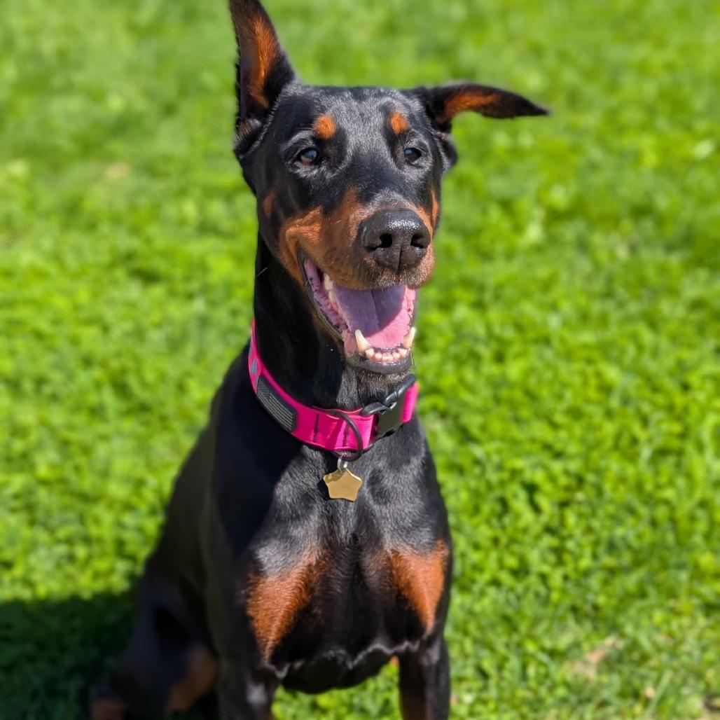 7712 Kora - I'm a SSNAP Dog, Adoptable, Senior Female Doberman Pinscher.