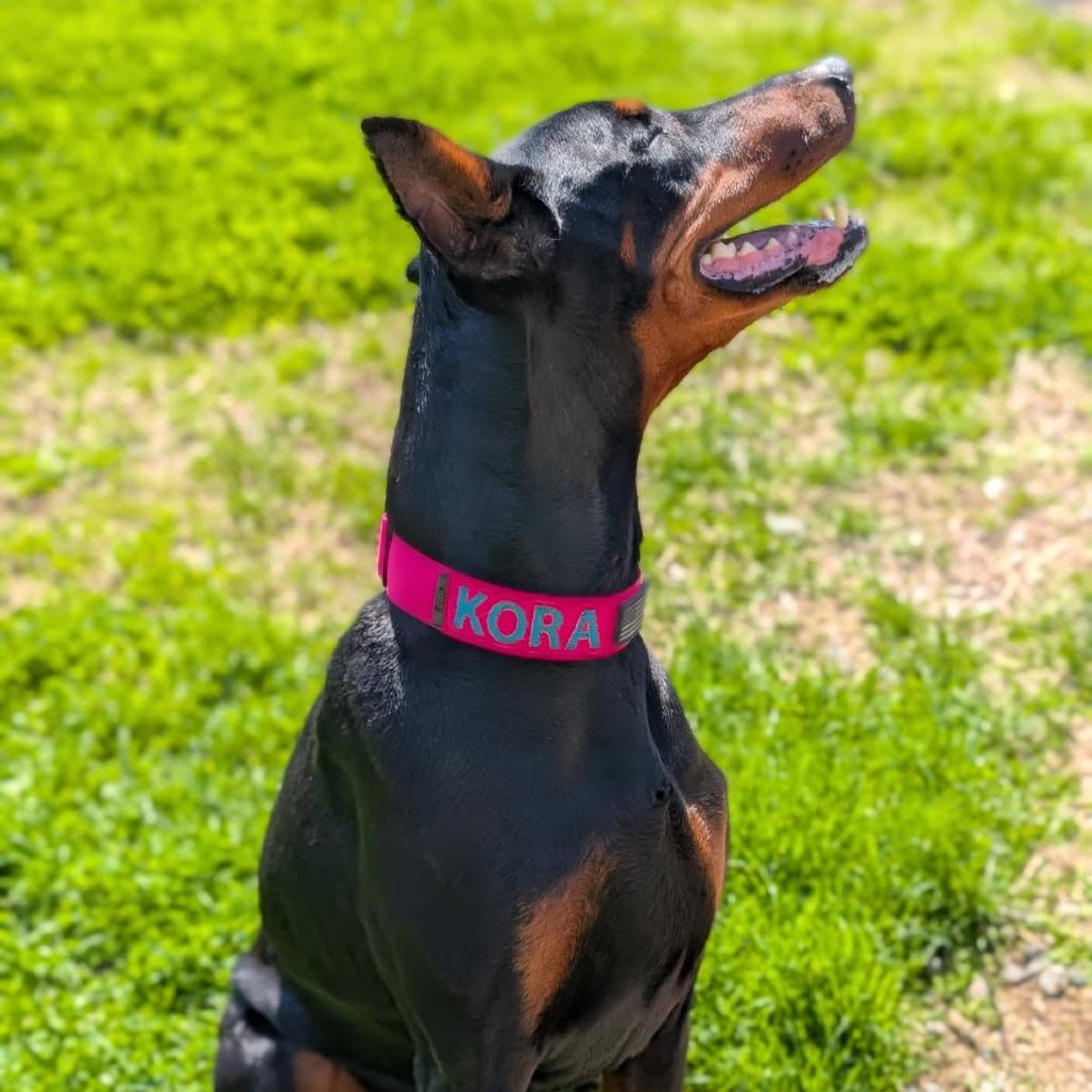 Enlarge 7712 Kora - I'm a SSNAP Dog, a Adoptable Doberman Pinscher in Sandown, NH image 2/4