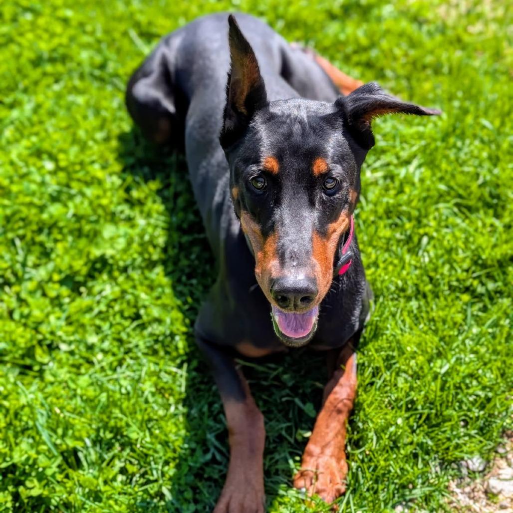 7712 Kora - I'm a SSNAP Dog — thumbnail 3