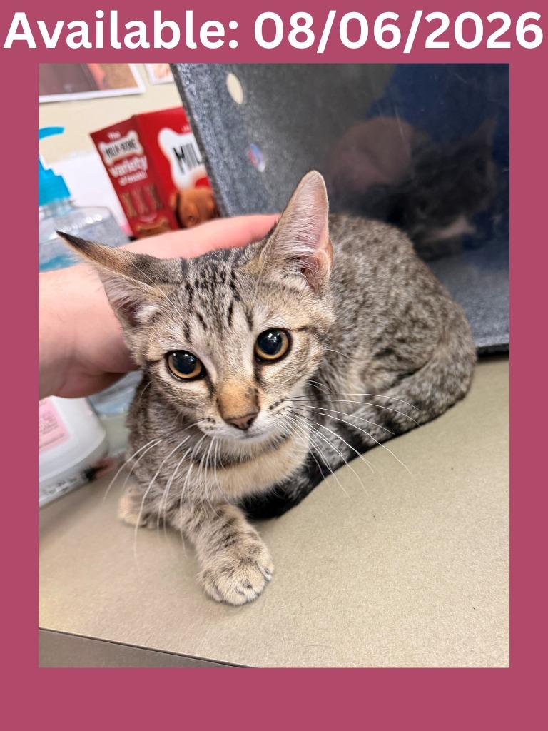 Enlarge Cat Condo #23, a Adoptable mixed breed in Greenville, TX image 1/1