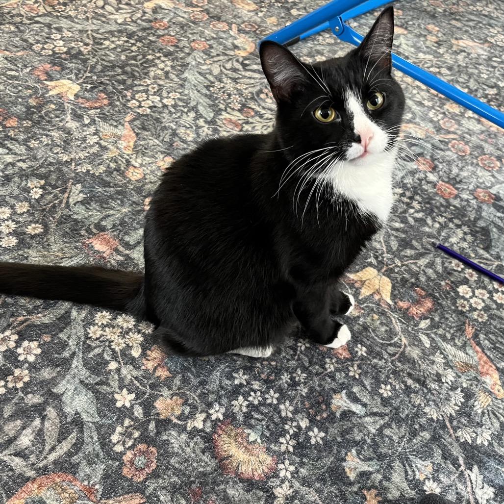 Bacon Rack, Adoptable, Adult Male Domestic Short Hair.