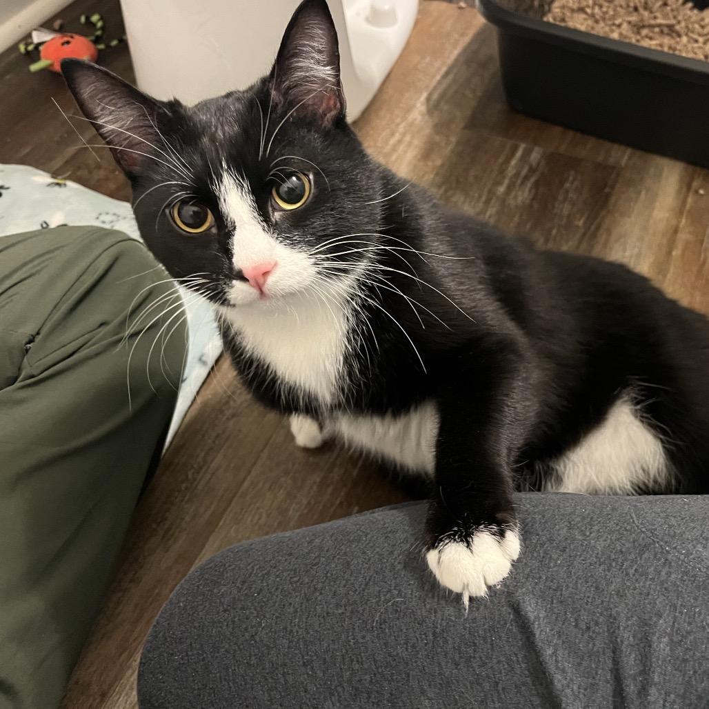 Enlarge Bacon Rack, a Adoptable Domestic Short Hair in Fredericksburg, VA image 2/6