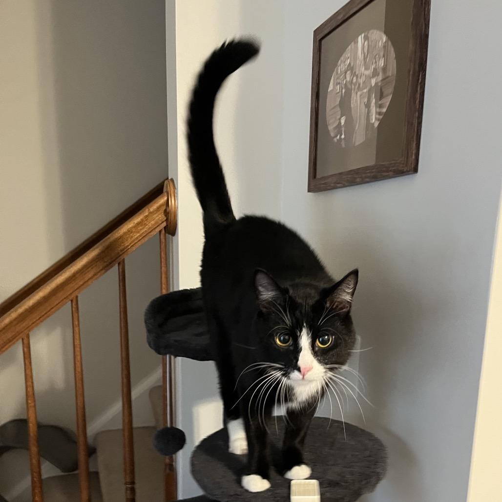 Enlarge Bacon Rack, a Adoptable Domestic Short Hair in Fredericksburg, VA image 3/6