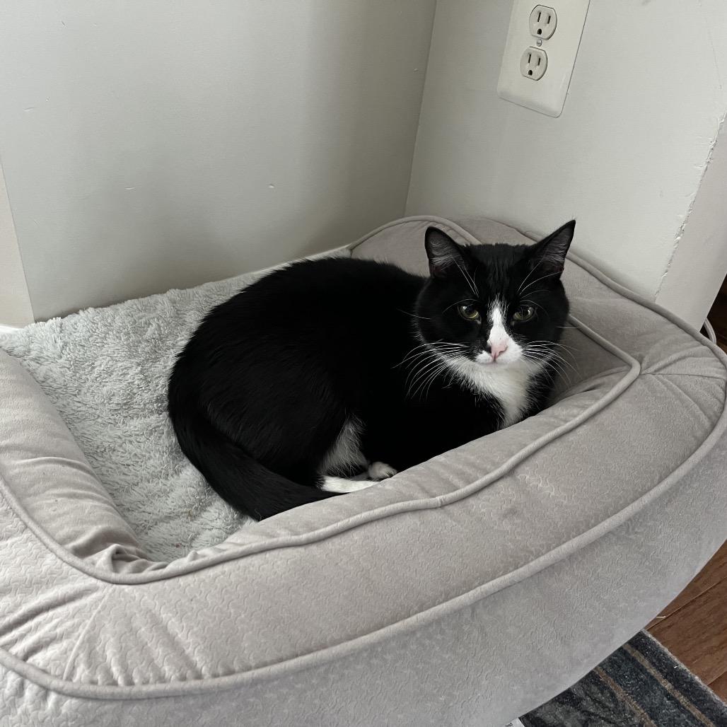 Enlarge Bacon Rack, a Adoptable Domestic Short Hair in Fredericksburg, VA image 4/6