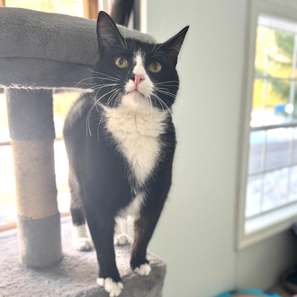 Enlarge Bacon Rack, a Adoptable Domestic Short Hair in Fredericksburg, VA image 5/6