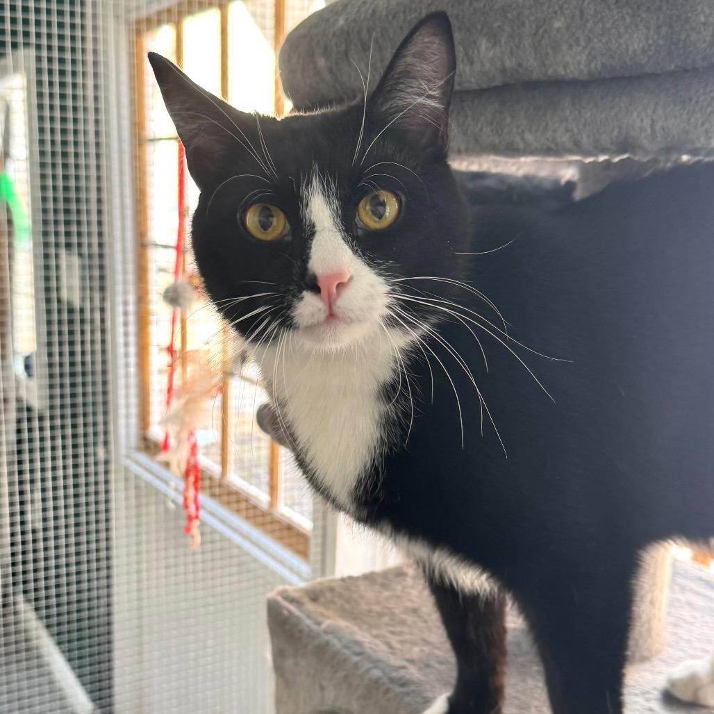 Enlarge Bacon Rack, a Adoptable Domestic Short Hair in Fredericksburg, VA image 6/6