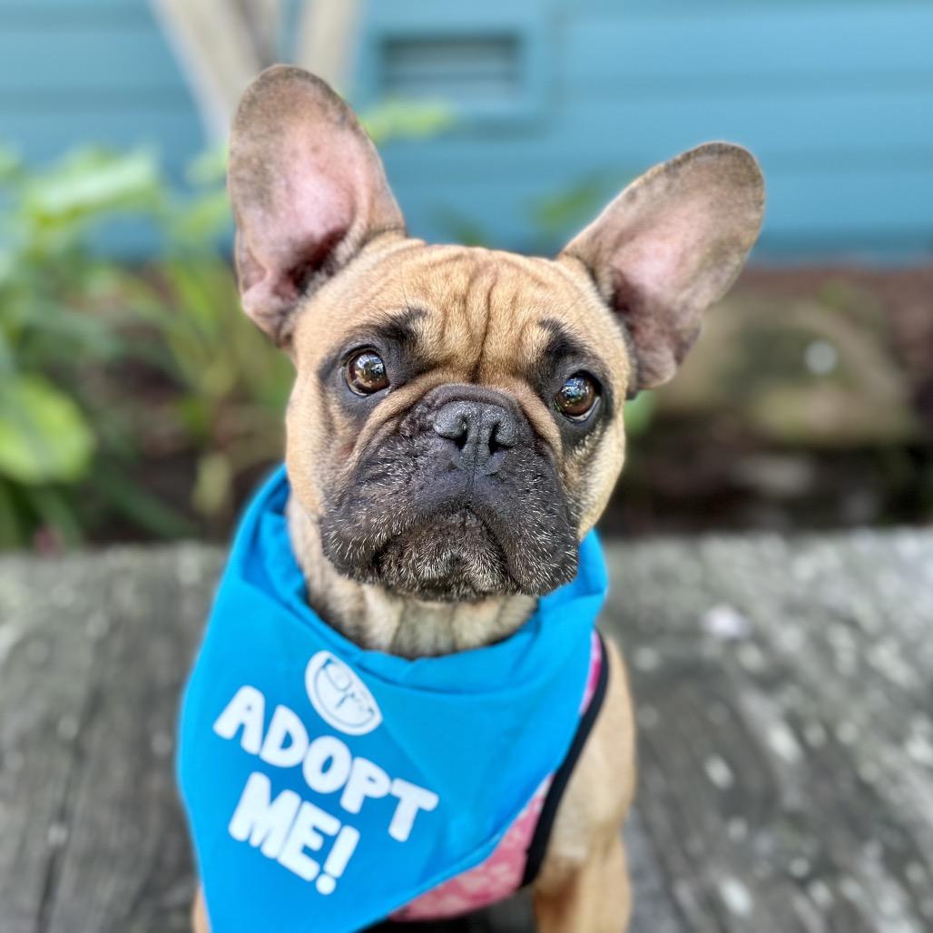 Shortbread — thumbnail 2