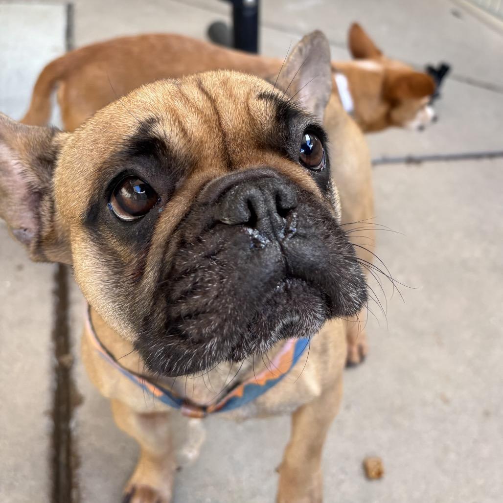 Shortbread — thumbnail 3