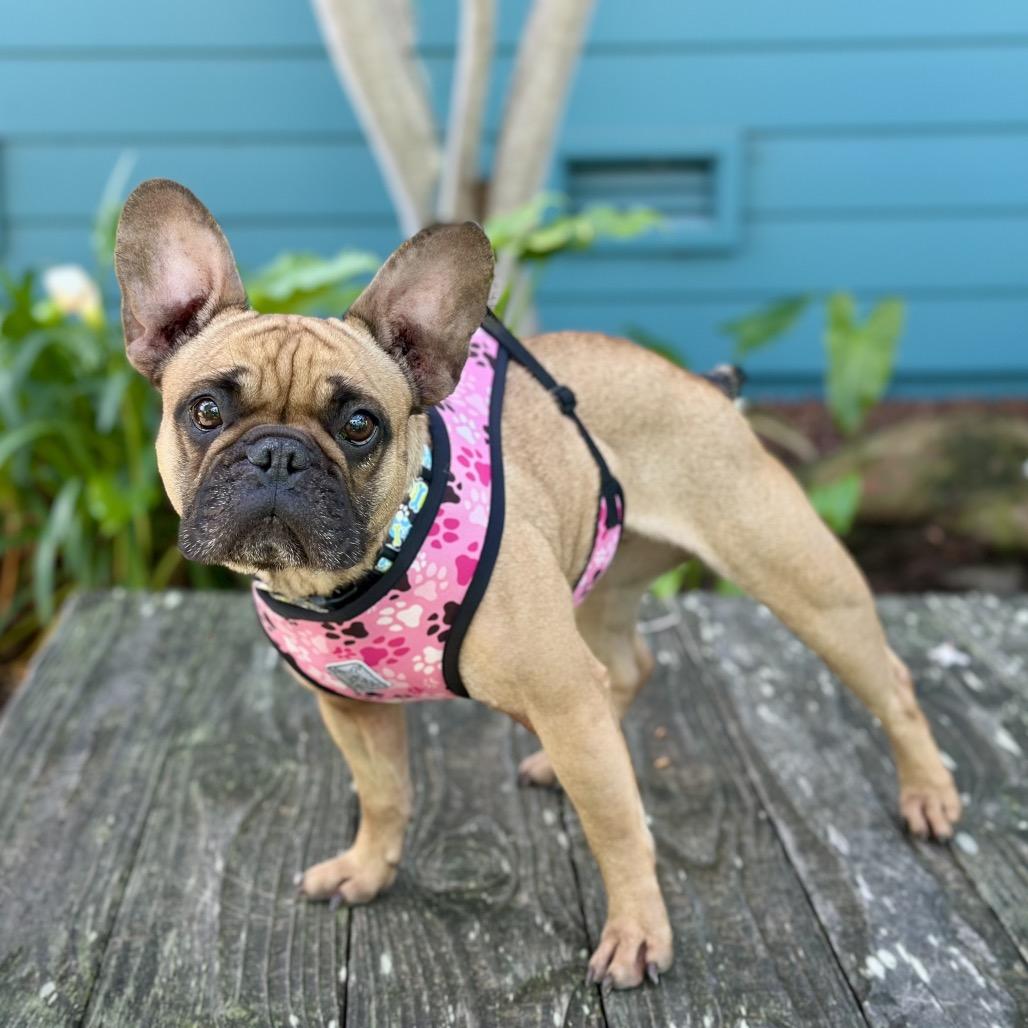 Shortbread — thumbnail 4