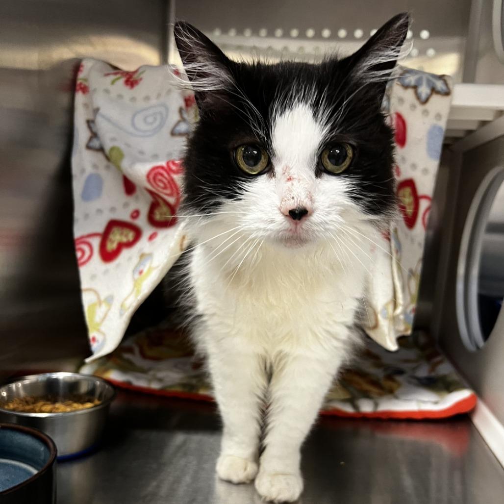 Orca, Adoptable, Senior Female Domestic Short Hair.