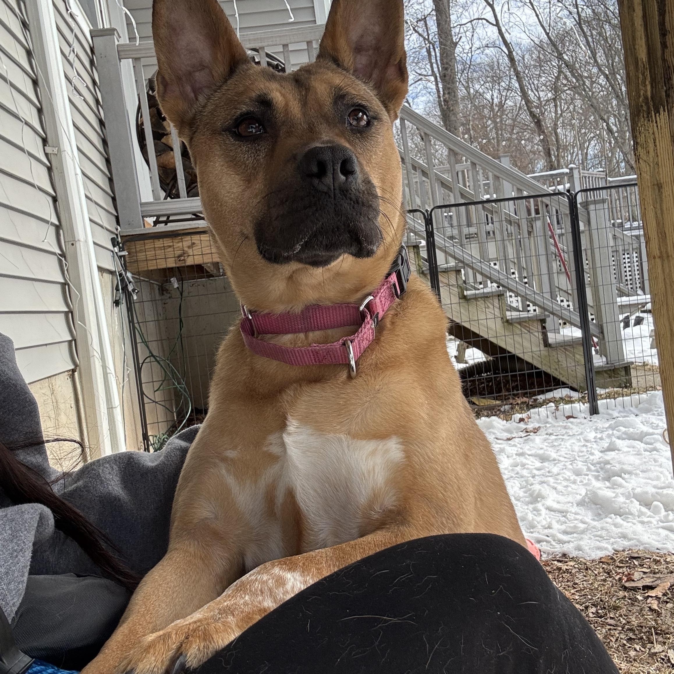 Hazel