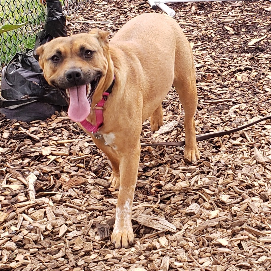 Hazel