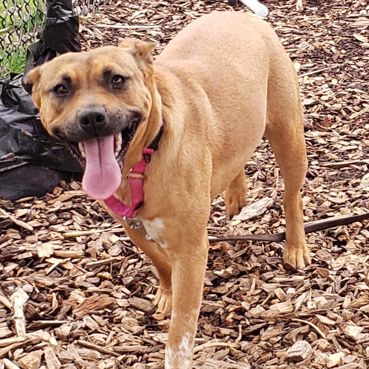 Hazel photo 3