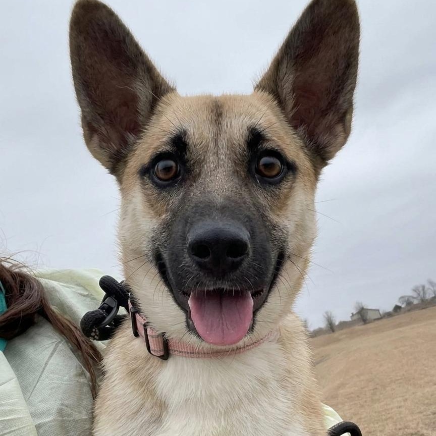 Cocoa, ADOPTABLE, Young Female Cardigan Welsh Corgi & German Shepherd Dog.
