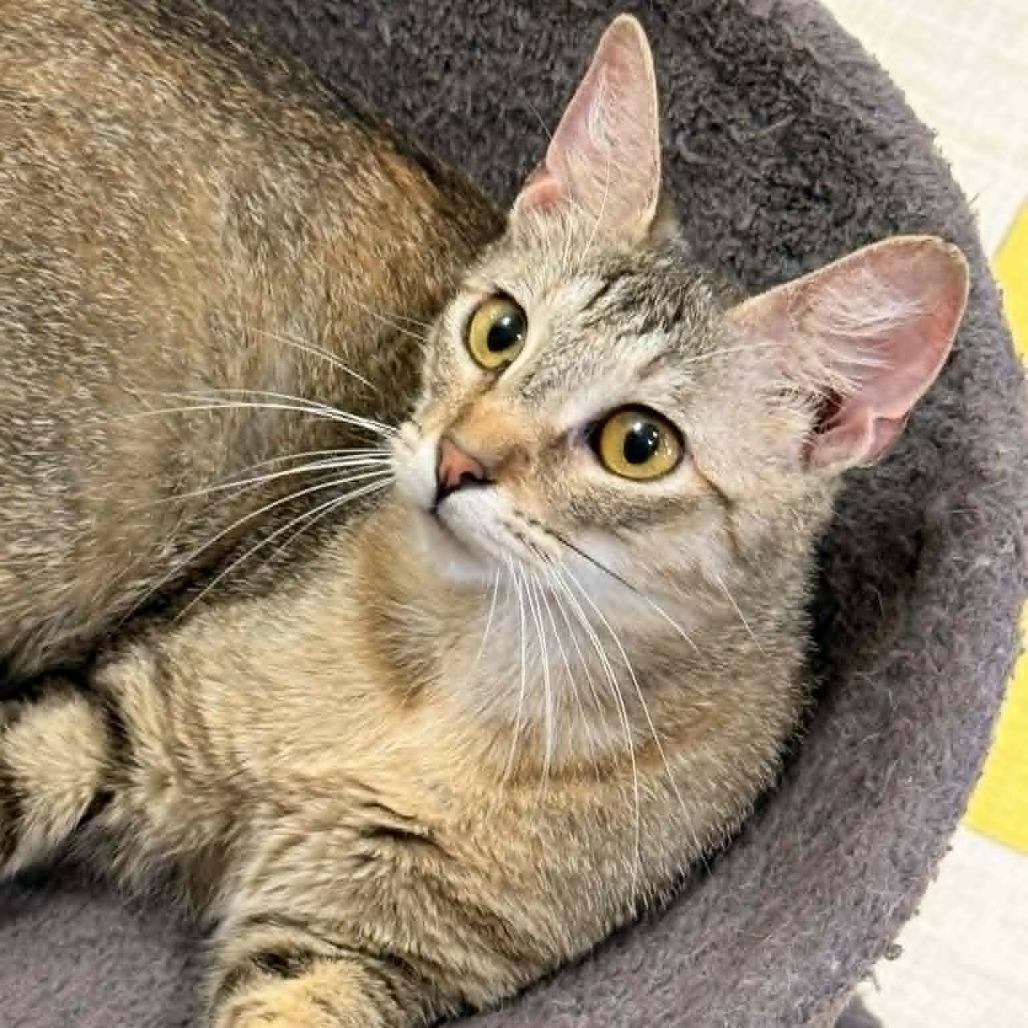 Opurrah Winfrey, Adoptable, Adult Female Domestic Short Hair.