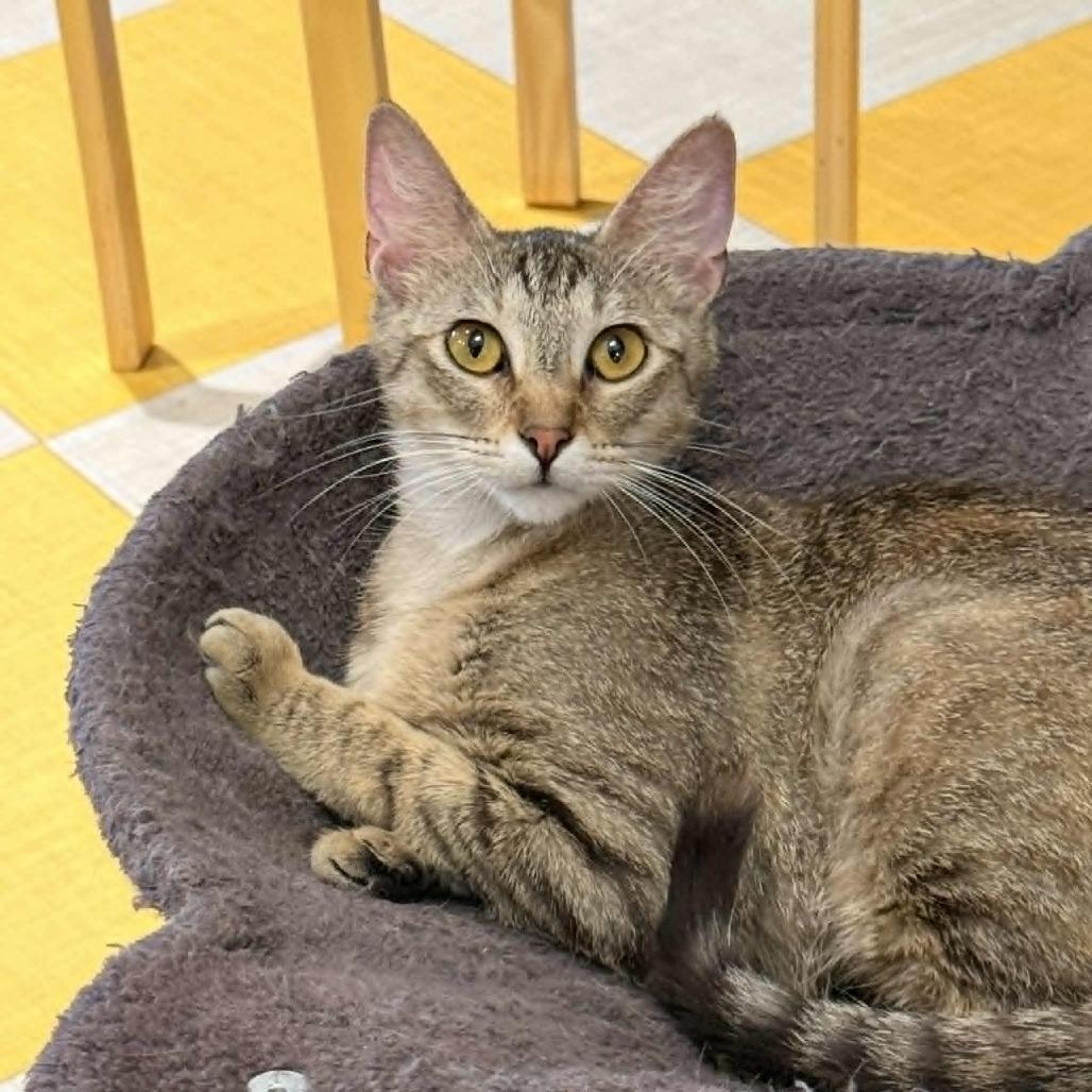 Enlarge Opurrah Winfrey, a Adoptable Domestic Short Hair in Wichita, KS image 2/6