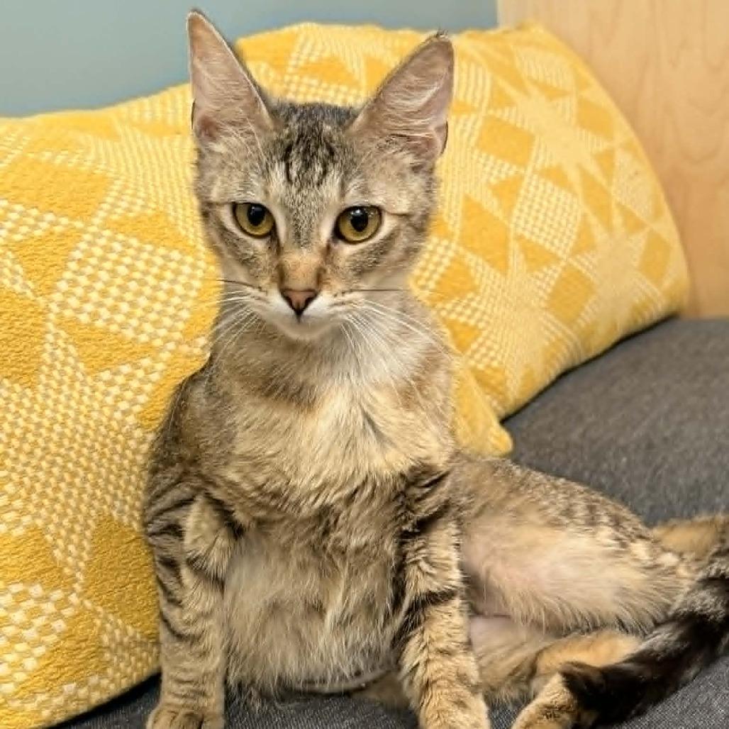 Enlarge Opurrah Winfrey, a Adoptable Domestic Short Hair in Wichita, KS image 3/6