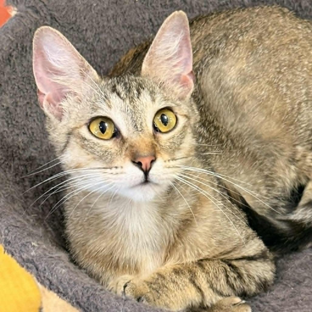 Enlarge Opurrah Winfrey, a Adoptable Domestic Short Hair in Wichita, KS image 4/6