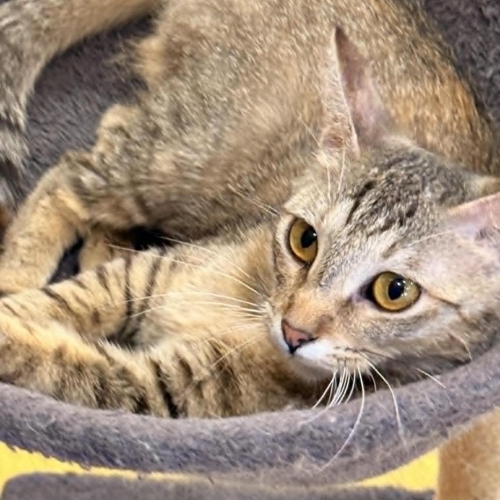 Enlarge Opurrah Winfrey, a Adoptable Domestic Short Hair in Wichita, KS image 5/6