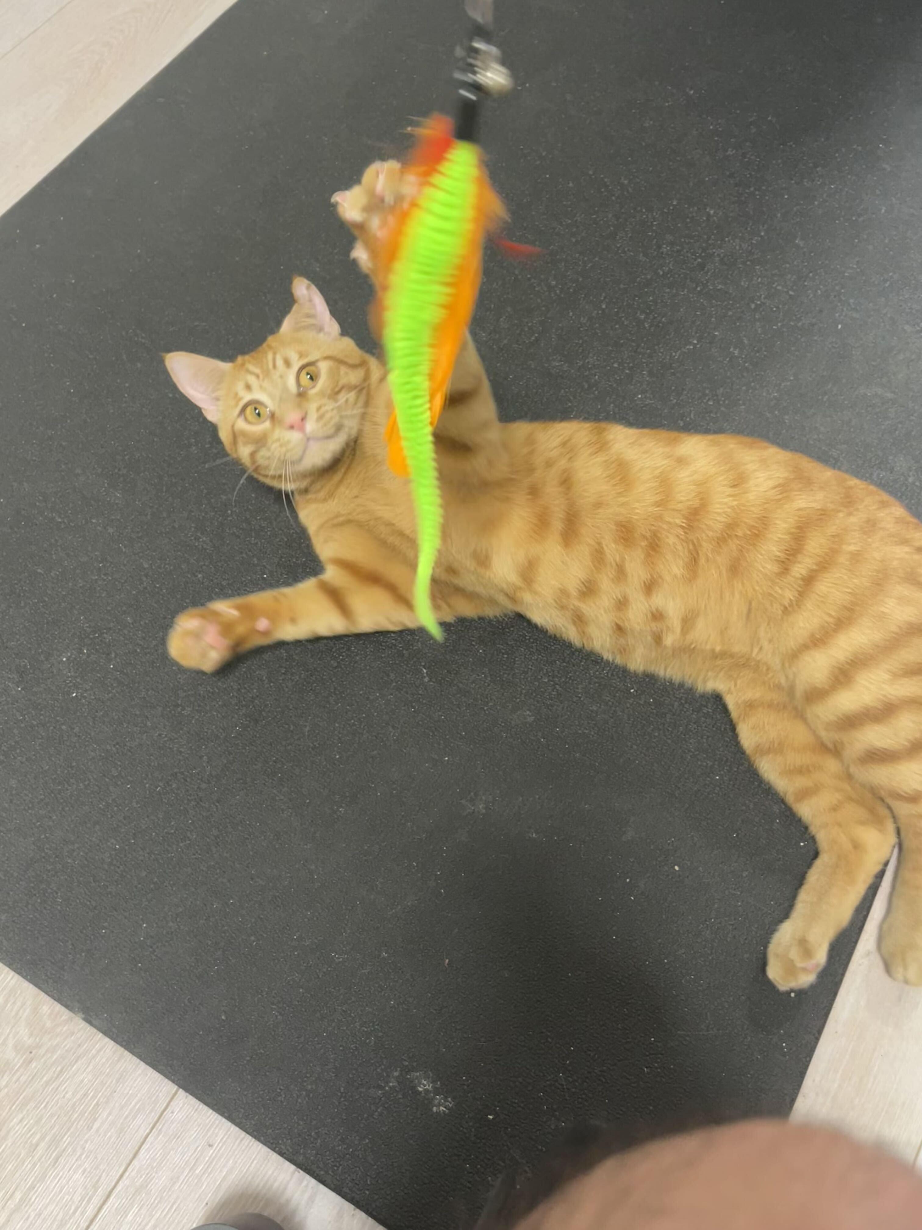 Enlarge Oscar Wilde, a ADOPTABLE Domestic Short Hair in Waltham, MA image 3/6