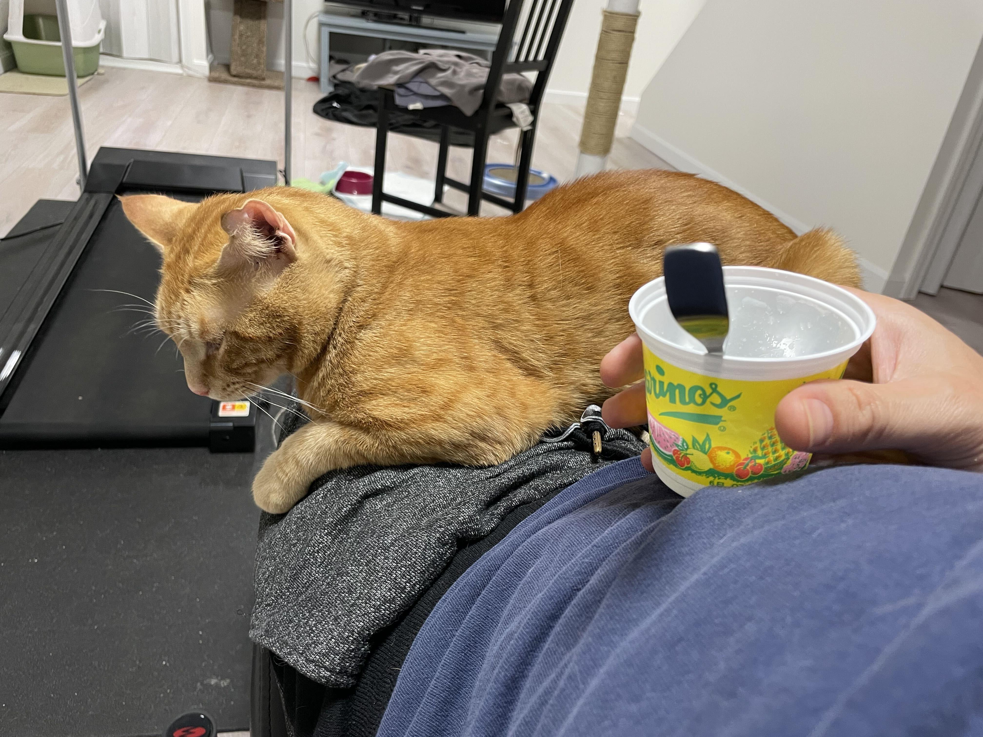 Enlarge Oscar Wilde, a ADOPTABLE Domestic Short Hair in Waltham, MA image 6/6