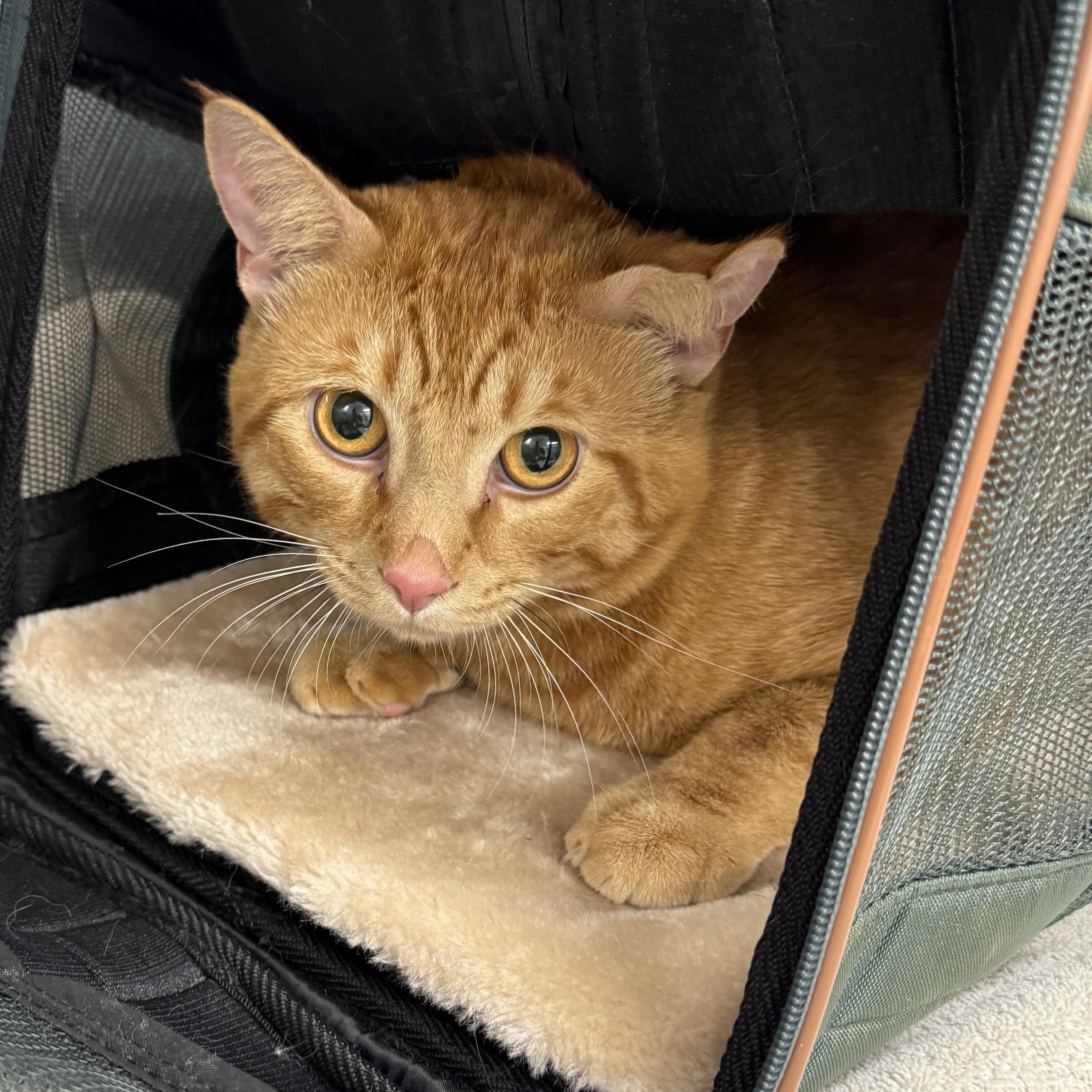 Oscar Wilde, ADOPTABLE, Young Male Domestic Short Hair.