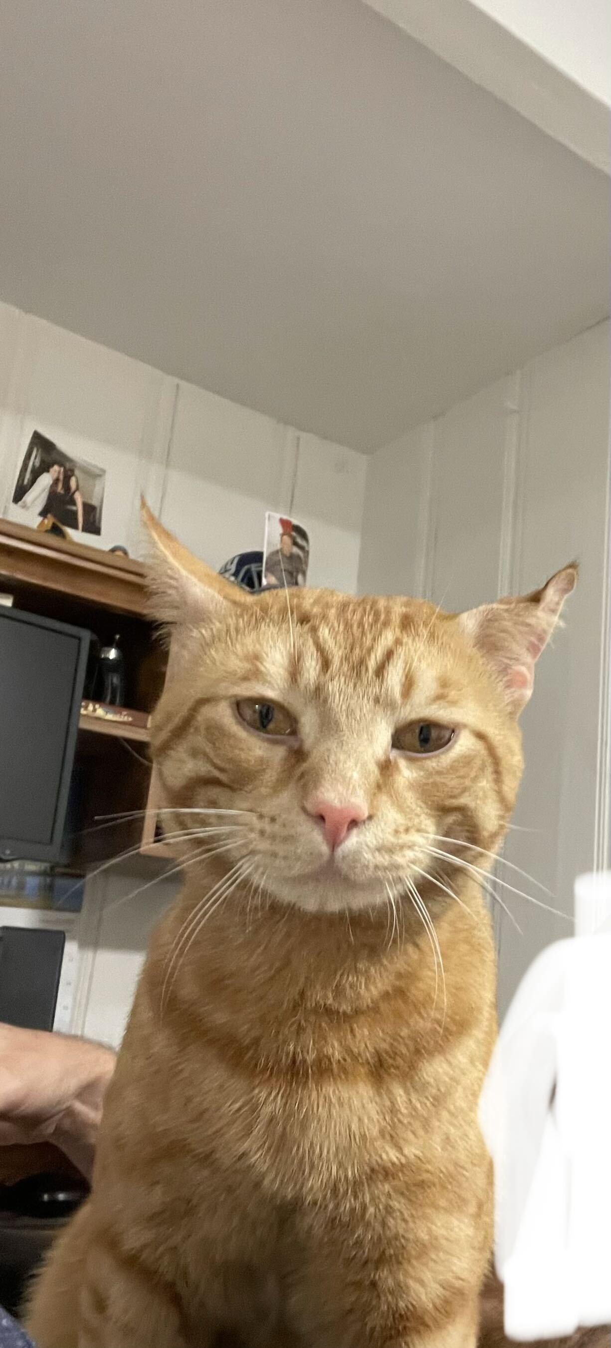 Enlarge Oscar Wilde, a ADOPTABLE Domestic Short Hair in Waltham, MA image 2/6