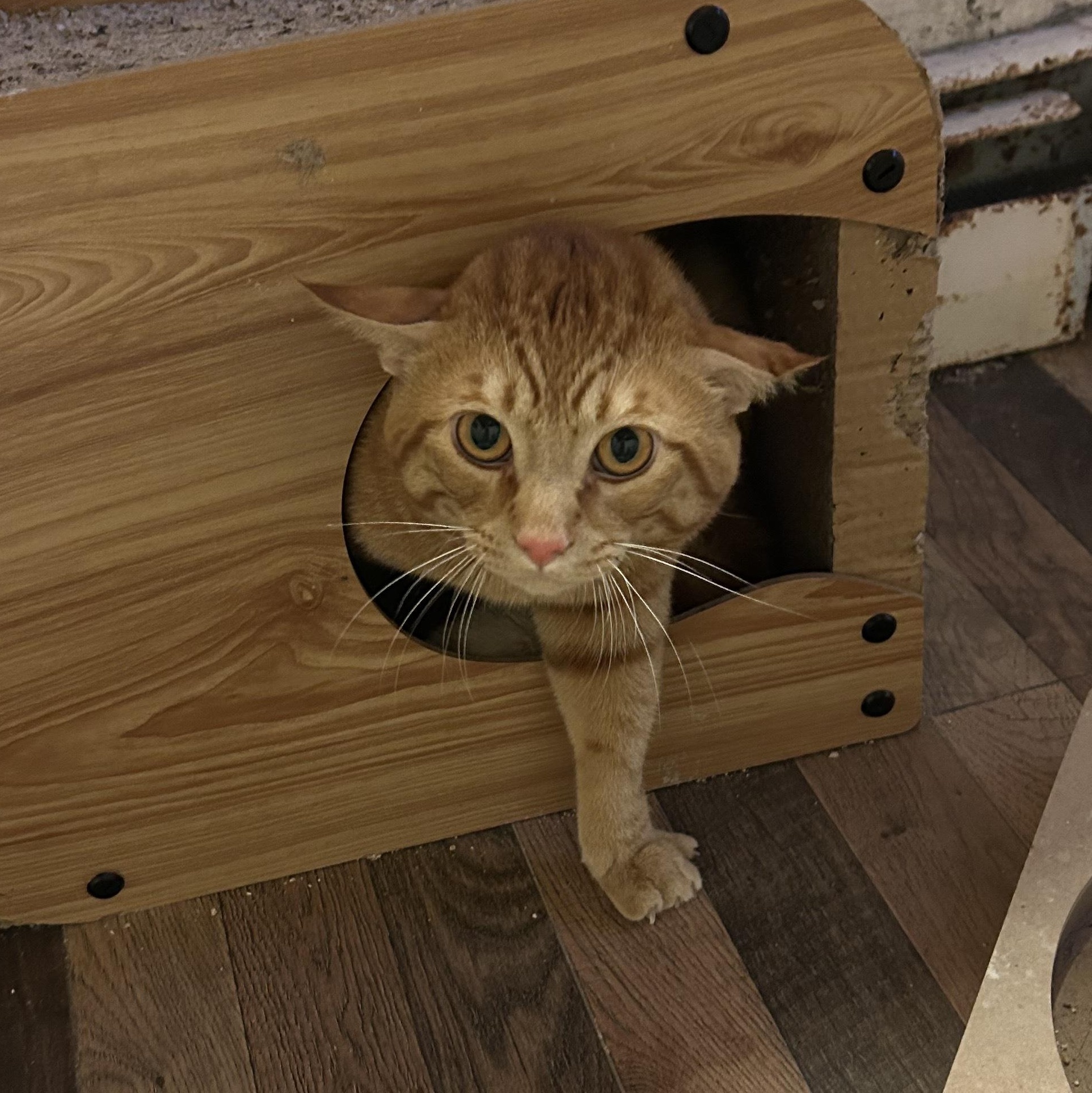 Enlarge Oscar Wilde, a ADOPTABLE Domestic Short Hair in Waltham, MA image 2/3