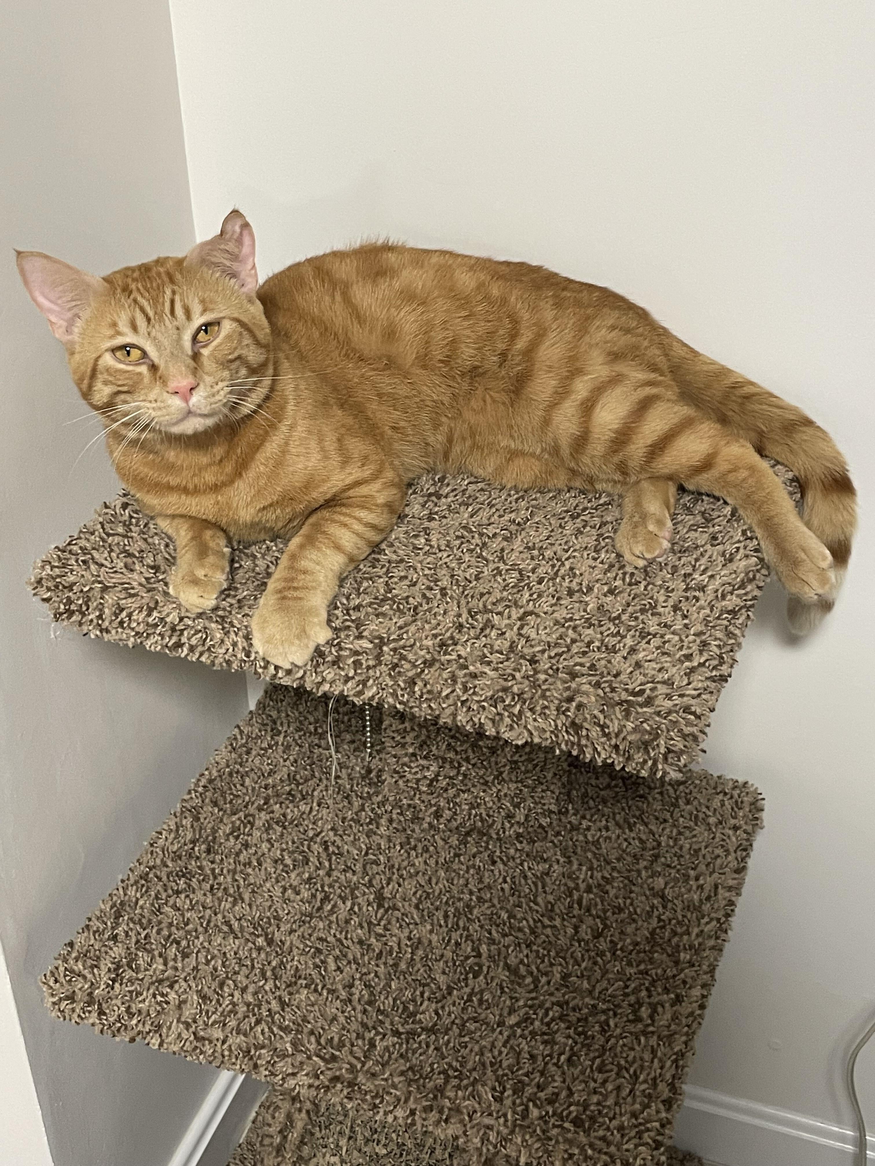 Oscar Wilde, ADOPTABLE, Young Male Domestic Short Hair.