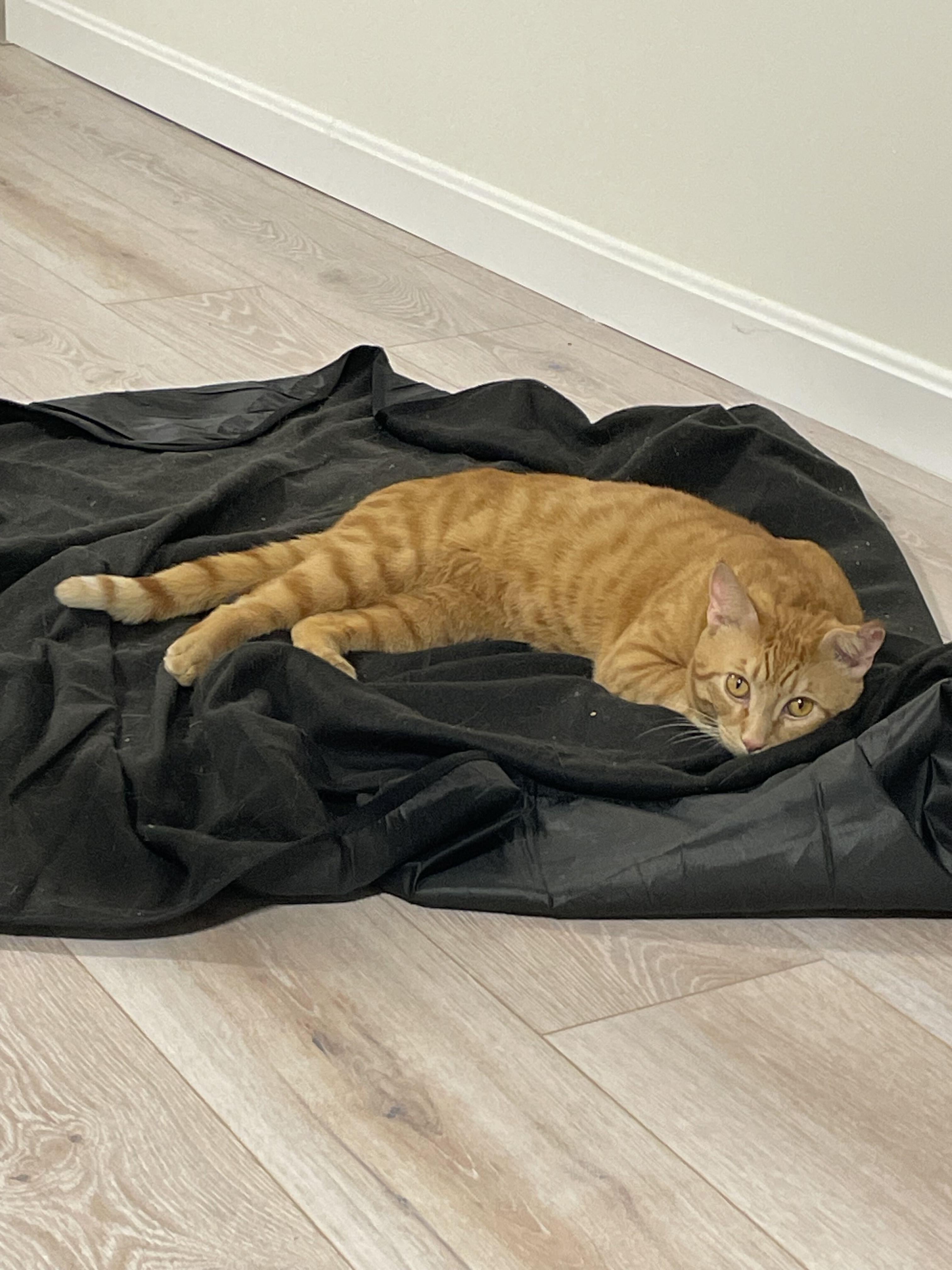 Enlarge Oscar Wilde, a ADOPTABLE Domestic Short Hair in Waltham, MA image 5/6