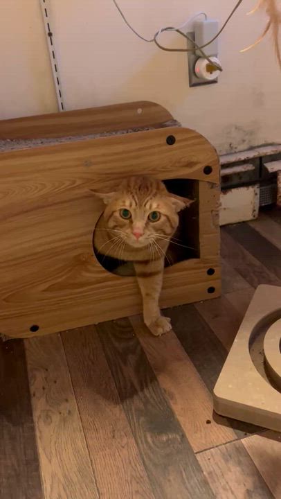 Enlarge Oscar Wilde, a ADOPTABLE Domestic Short Hair in Waltham, MA video 3/3