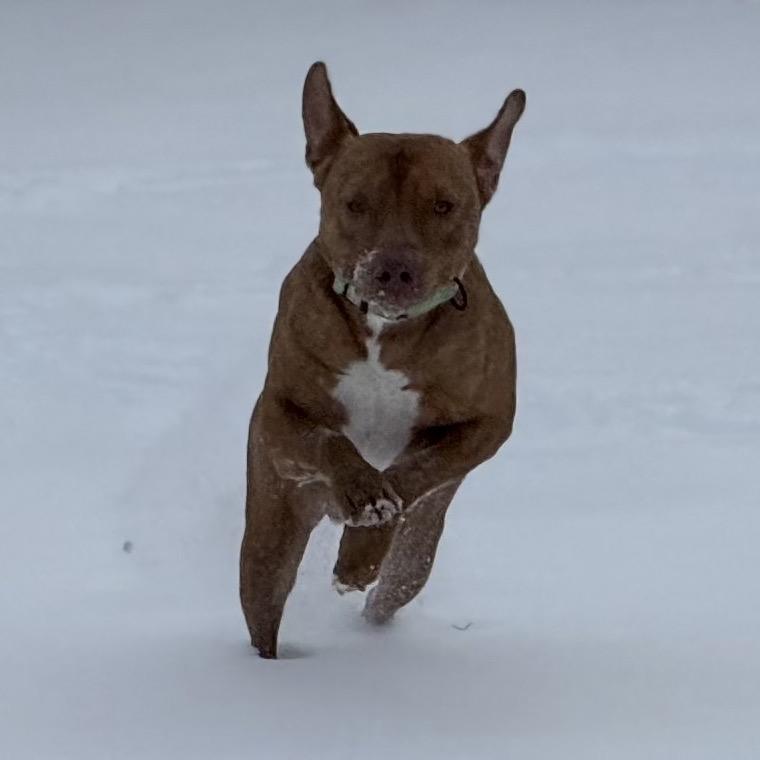 Bert, Adoptable, Adult Male Pit Bull Terrier & Mixed Breed.