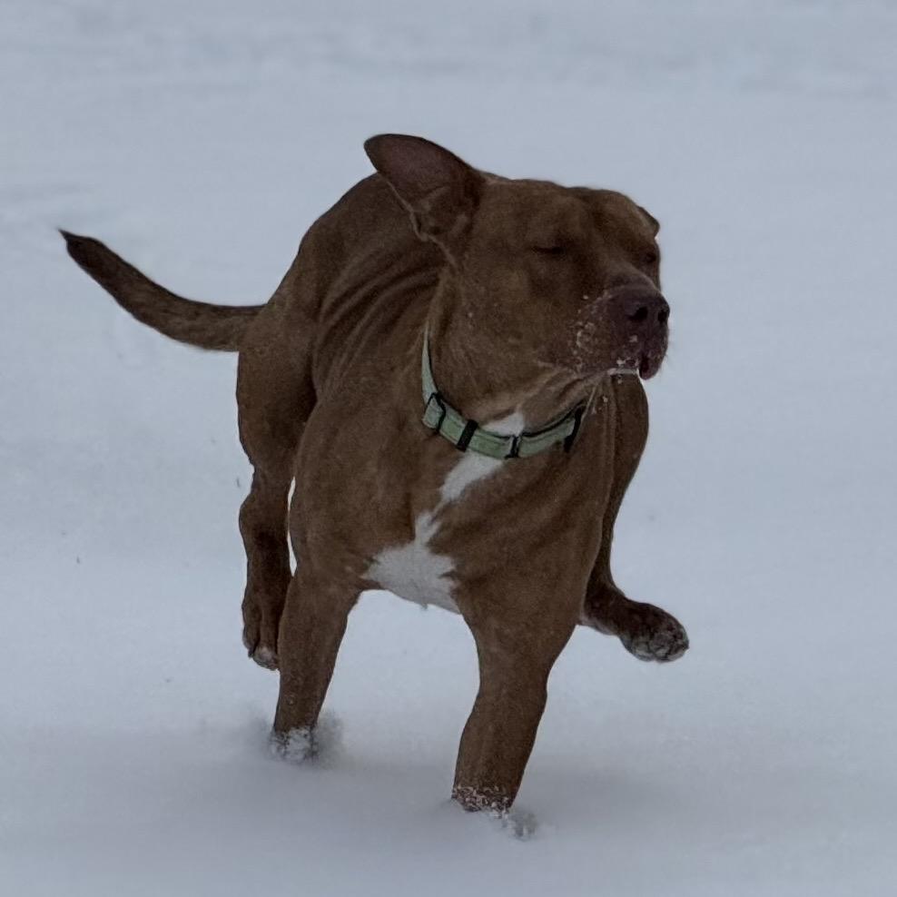 Bert, a Adoptable mixed breed in Avon, OH image 2/6