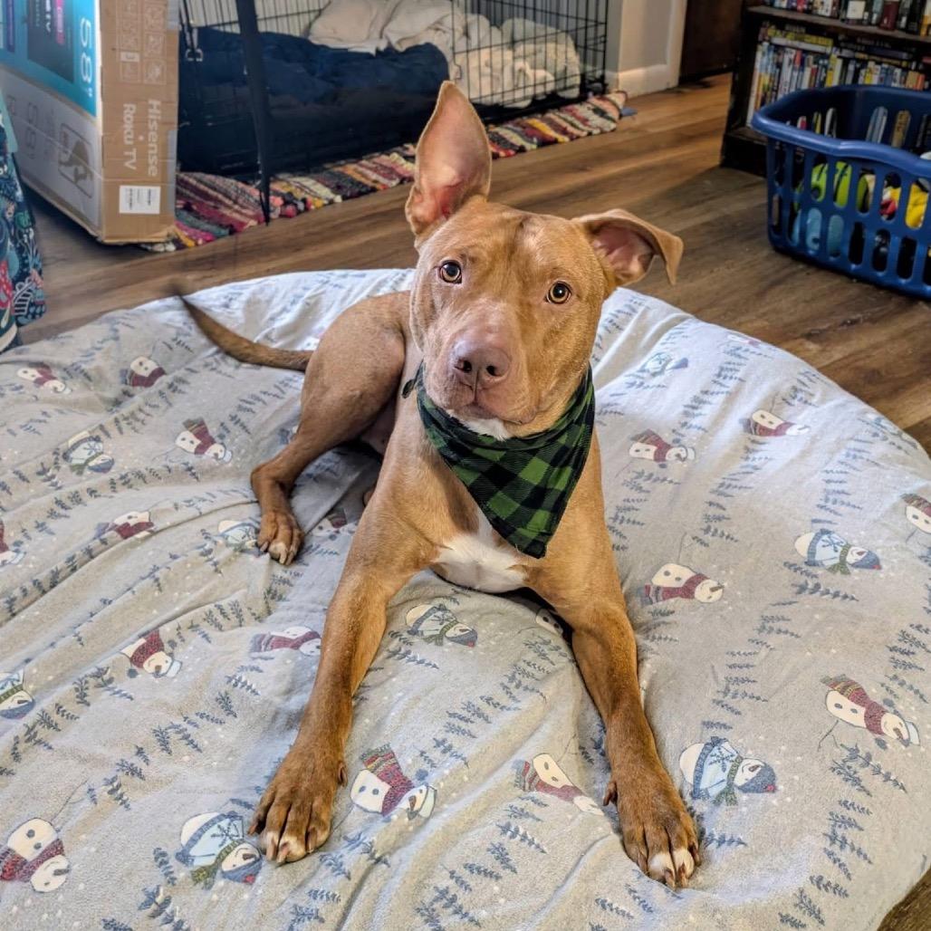 Enlarge Bert, a Adoptable mixed breed in Avon, OH image 3/6