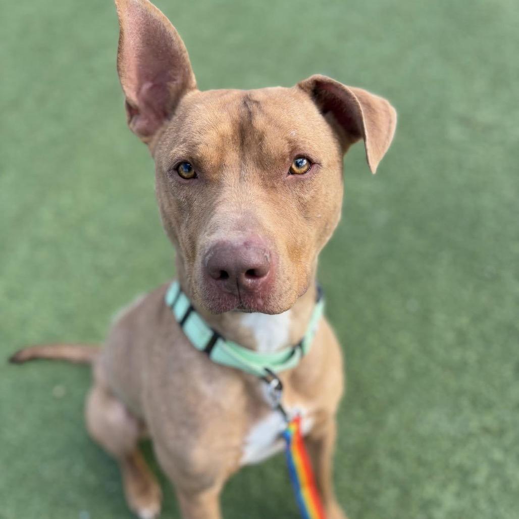 Bert, a Adoptable mixed breed in Avon, OH image 3/6