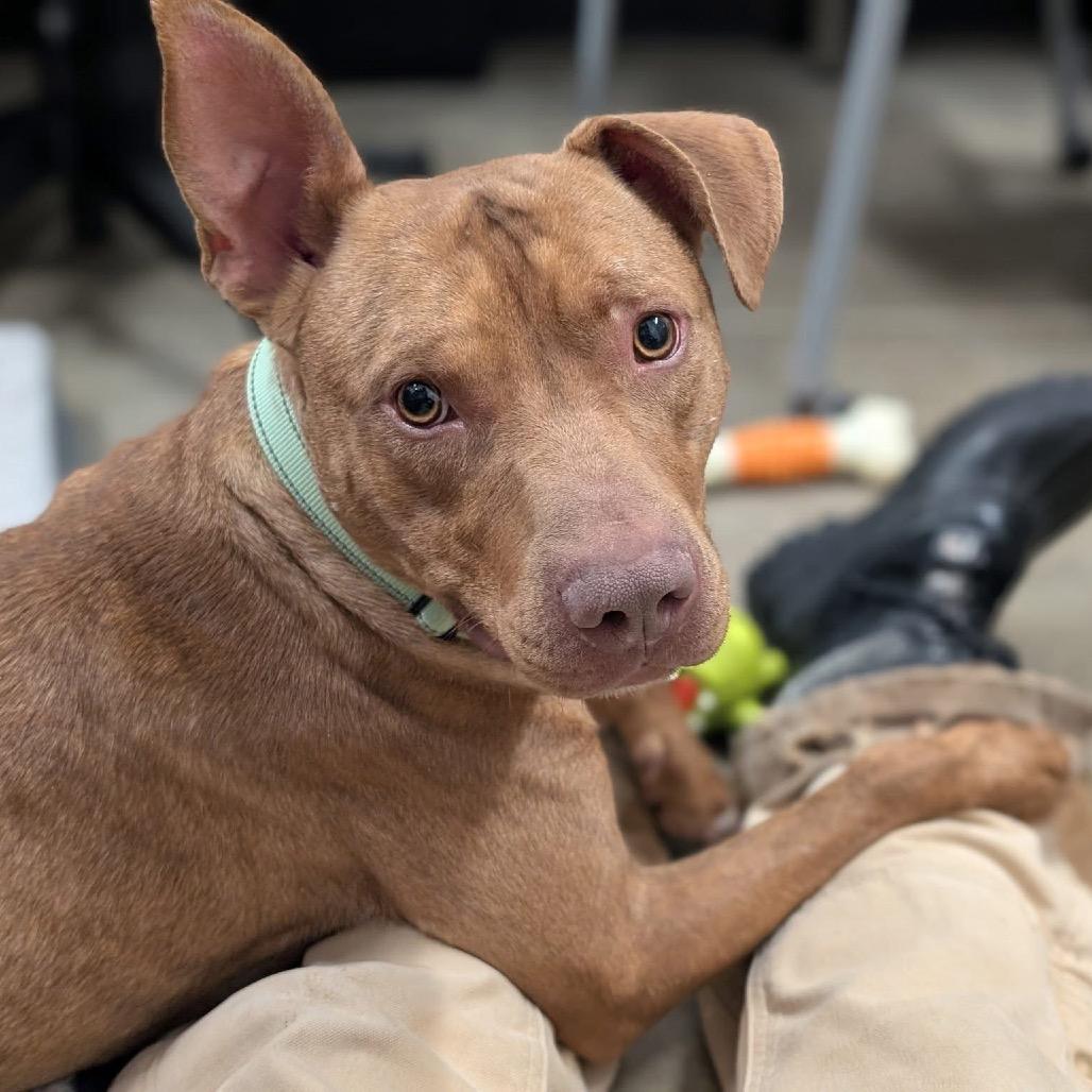 Bert, a Adoptable mixed breed in Avon, OH image 5/6