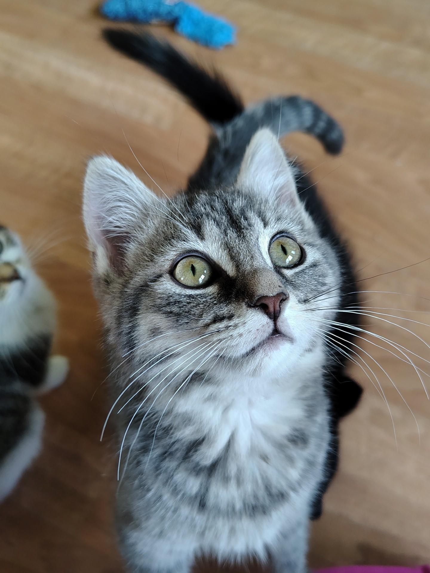 Dennis, ADOPTABLE, Kitten Male Tabby & Domestic Short Hair.