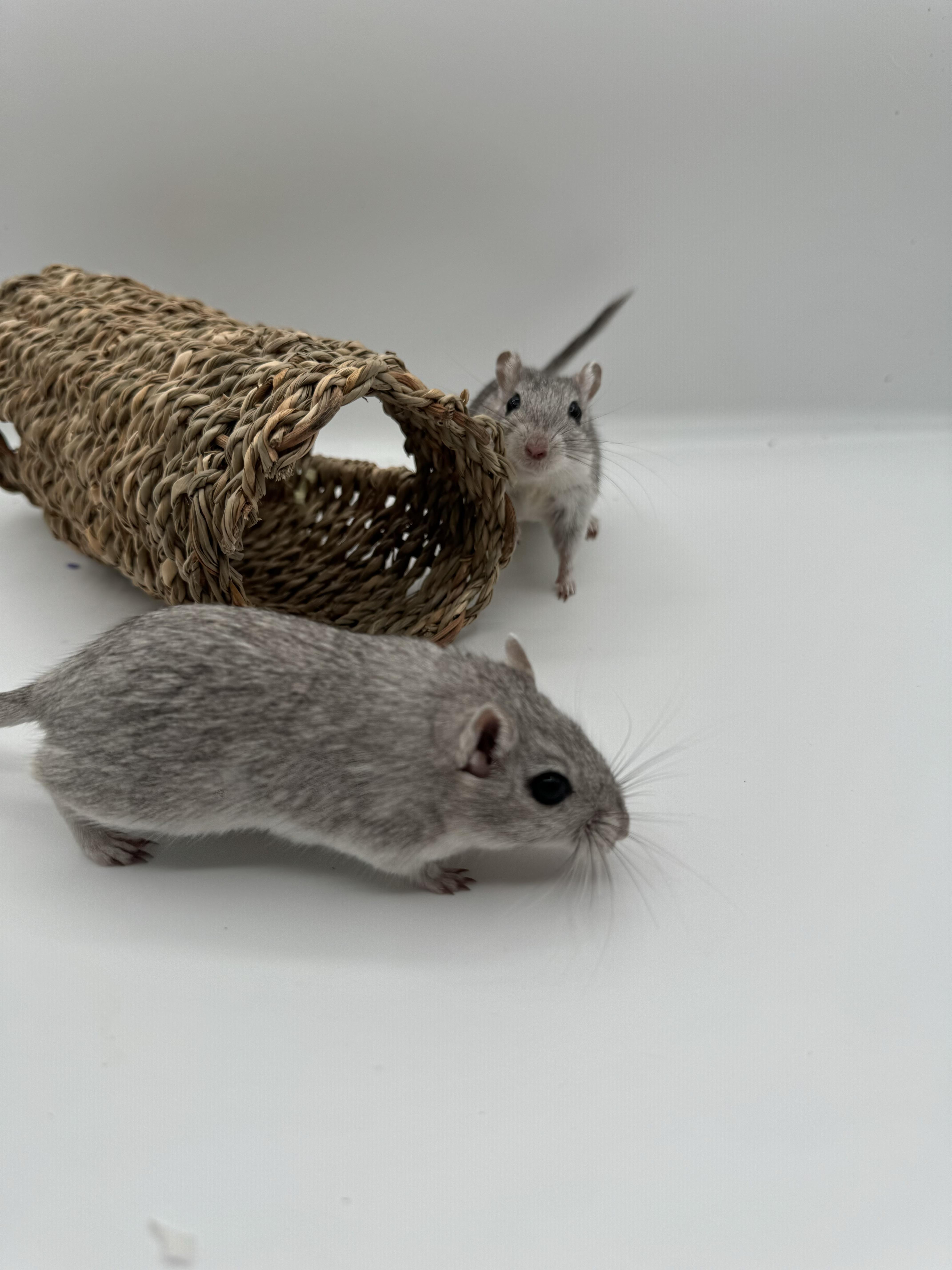 Enlarge Jiro & Sho, a ADOPTABLE Gerbil in Springfield, OR image 4/5